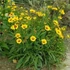 Coreopsis lanceolata 'Sternstaler' – Lándzsalevelű menyecskeszem