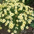 Coreopsis 'Creme Brulee' - Menyecskeszem