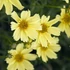 Coreopsis 'Creme Brulee' - Menyecskeszem