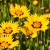 Coreopsis grandiflora 'Andiamo Yellow Red' – Nagyfészkű menyecskeszem