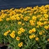 Coreopsis grandiflora 'Andiamo Yellow Red' – Nagyfészkű menyecskeszem