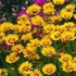 Coreopsis grandiflora 'Andiamo Yellow Red' – Nagyfészkű menyecskeszem
