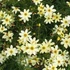 Coreopsis verticillata 'Moonbeam' - Keskenylevelű menyecskeszem