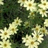 Coreopsis verticillata 'Moonbeam' - Keskenylevelű menyecskeszem