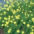 Coreopsis verticillata 'Moonbeam' - Keskenylevelű menyecskeszem