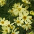 Coreopsis verticillata 'Moonbeam' - Keskenylevelű menyecskeszem