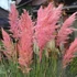 Cortaderia selloana 'Pink Feather' – Pampafű