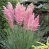 Cortaderia selloana 'Pink Feather' – Pampafű