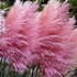Cortaderia selloana 'Pink Feather' – Pampafű