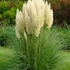 Cortaderia selloana 'Pumila' - Ezüstös pampafű