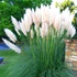 Cortaderia selloana 'Pumila' - Ezüstös pampafű