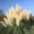 Cortaderia selloana 'Pumila' - Ezüstös pampafű