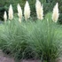 Cortaderia selloana 'Pumila' - Ezüstös pampafű