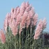 Cortaderia selloana 'Rosea' - Ezüstös pampafű