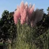 Cortaderia selloana 'Rosea' - Ezüstös pampafű