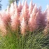 Cortaderia selloana 'Rosea' - Ezüstös pampafű