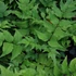 Cyrtomium fortunei 'Clivicola' – Magyalpáfrány