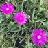 Delosperma cooperi – Délvirág, kristályvirág