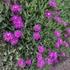 Delosperma cooperi 'Ice Cream Purple' – Délvirág, kristályvirág