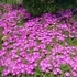 Delosperma cooperi 'Ice Cream Purple' – Délvirág, kristályvirág