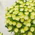 Delosperma cooperi 'Ice Cream Yellow' – Délvirág, kristályvirág
