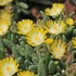 Delosperma cooperi 'Ice Cream Yellow' – Délvirág, kristályvirág
