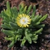Delosperma cooperi 'Ice Cream Yellow' – Délvirág, kristályvirág