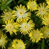 Delosperma cooperi 'Ice Cream Yellow' – Délvirág, kristályvirág