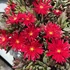 Delosperma 'Desert Dancer Red' – Délvirág, kristályvirág