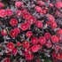 Delosperma 'Desert Dancer Red' – Délvirág, kristályvirág