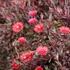Delosperma 'Desert Dancer Red' – Délvirág, kristályvirág