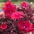 Delosperma 'Desert Dancer Red' – Délvirág, kristályvirág