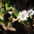 Delosperma ecklonis - Délvirág, kristályvirág