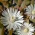 Delosperma ecklonis - Délvirág, kristályvirág