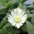 Delosperma ecklonis - Délvirág, kristályvirág