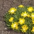 Delosperma nubigenum - Délvirág, kristályvirág