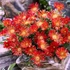 Delosperma 'Red Mountain' – Délvirág