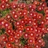 Delosperma 'Red Mountain' – Délvirág