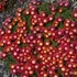 Delosperma 'Red Mountain' – Délvirág