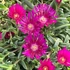Delosperma 'Sundella Neon' – Délvirág, kristályvirág