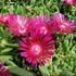 Delosperma 'Sundella Neon' – Délvirág, kristályvirág