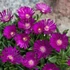 Delosperma 'Sundella Neon' – Délvirág, kristályvirág