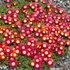 Delosperma 'Sundella Red' – Délvirág, kristályvirág