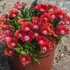 Delosperma 'Sundella Red' – Délvirág, kristályvirág