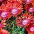 Delosperma 'Sundella Red' – Délvirág, kristályvirág