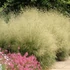 Deschampsia cespitosa 'Goldtau' - Gyepes sédbúza