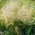 Deschampsia cespitosa 'Goldtau' - Gyepes sédbúza