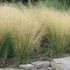 Deschampsia cespitosa 'Goldtau' - Gyepes sédbúza