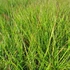 Deschampsia cespitosa 'Goldtau' - Gyepes sédbúza