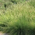 Deschampsia cespitosa 'Palava' - Gyepes sédbúza